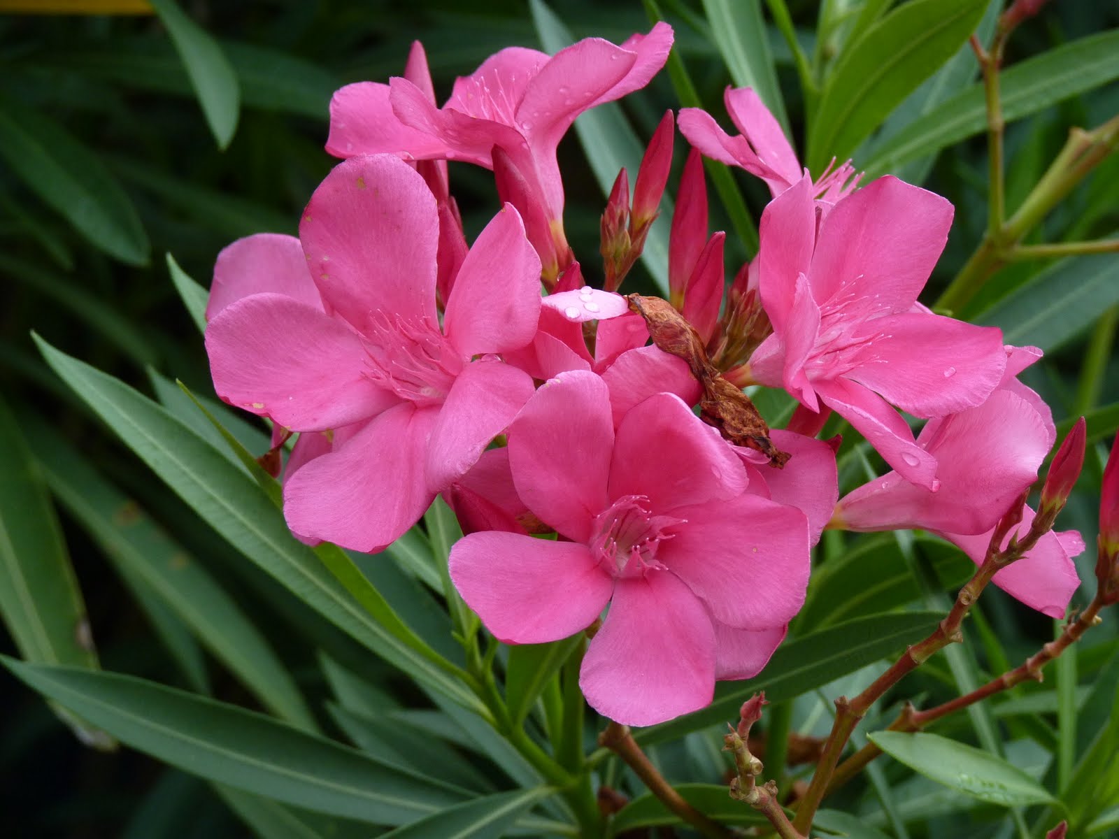 Houston Gardens Lovely But Poisonous Oleander