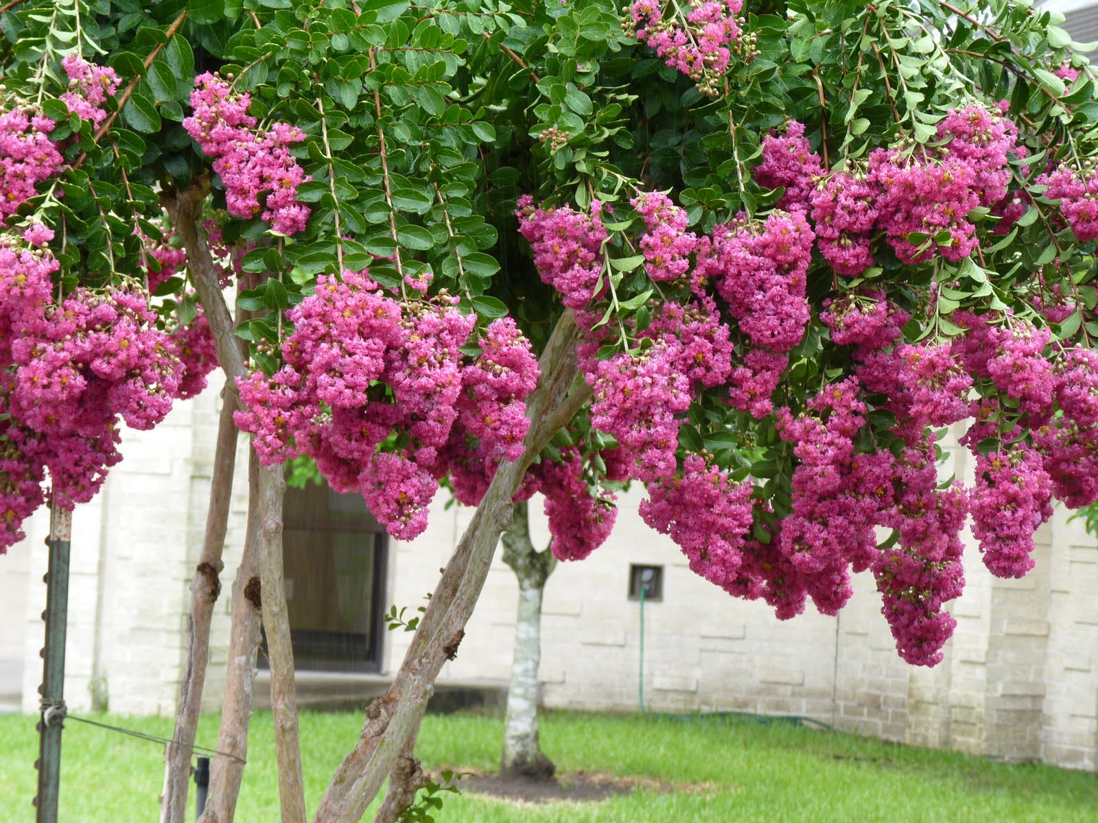 Houston Gardens Crepe Myrtles Hanging Low with Heavy Blossoms