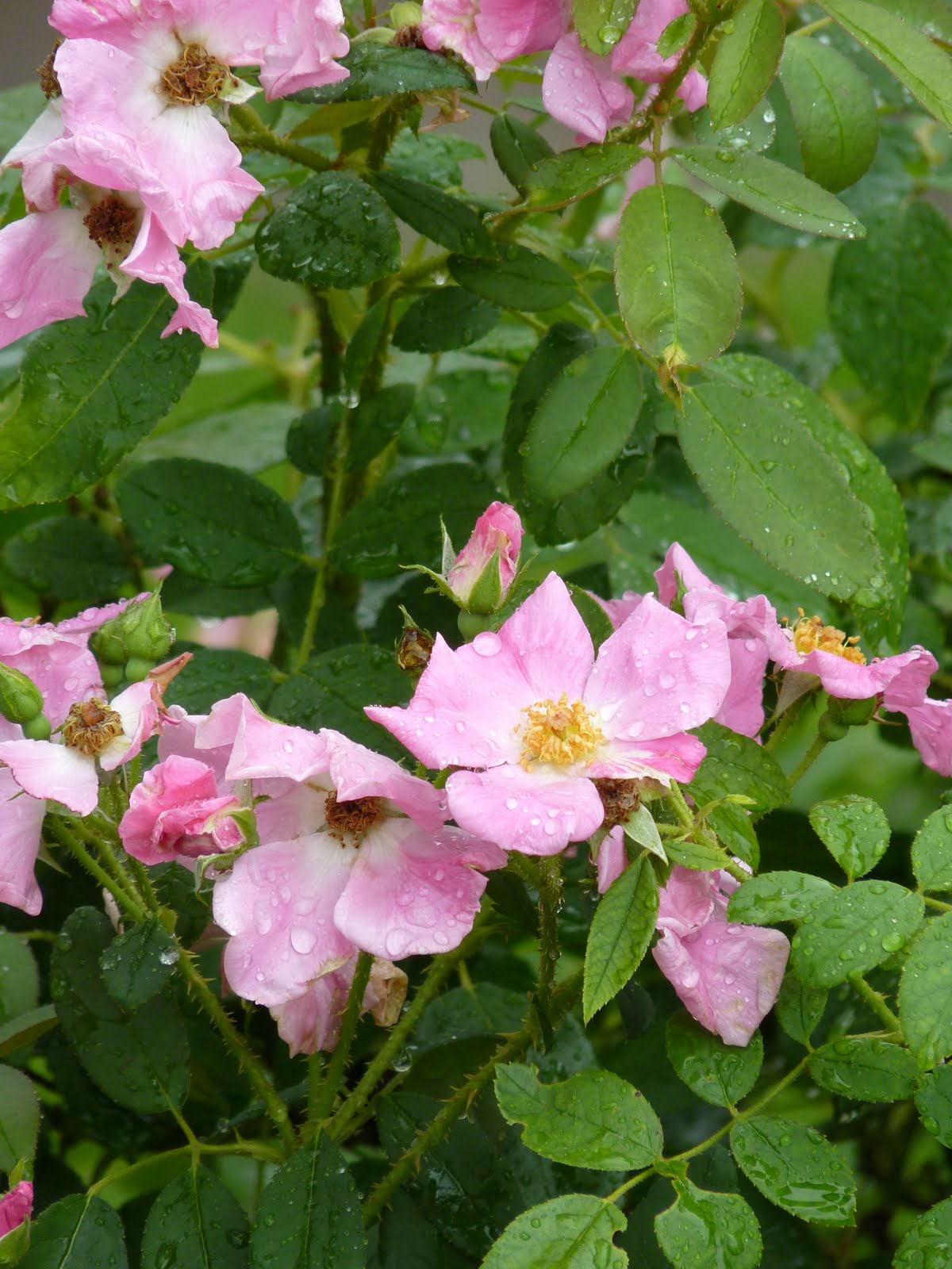 houston-gardens-wild-roses