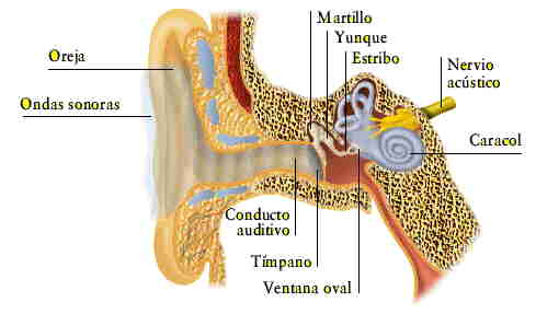 reflexología para ordeñar la salud de la próstata