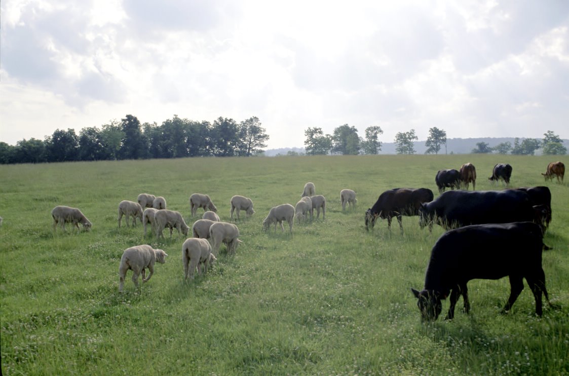[cows+and+sheep+in+pasture.jpg]