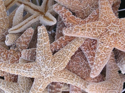 starfish dried revolution veggie