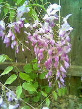 Wisteria