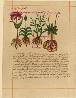 TERAPIAS NATURALES MATARO - EL CODICE BADIANO TERAPIAS NATURALES MATARO - EL CODICE BADIANO