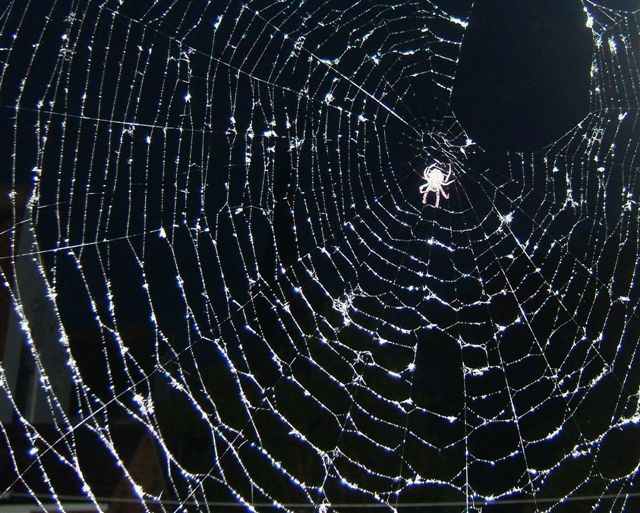 [Spider+web.JPG]