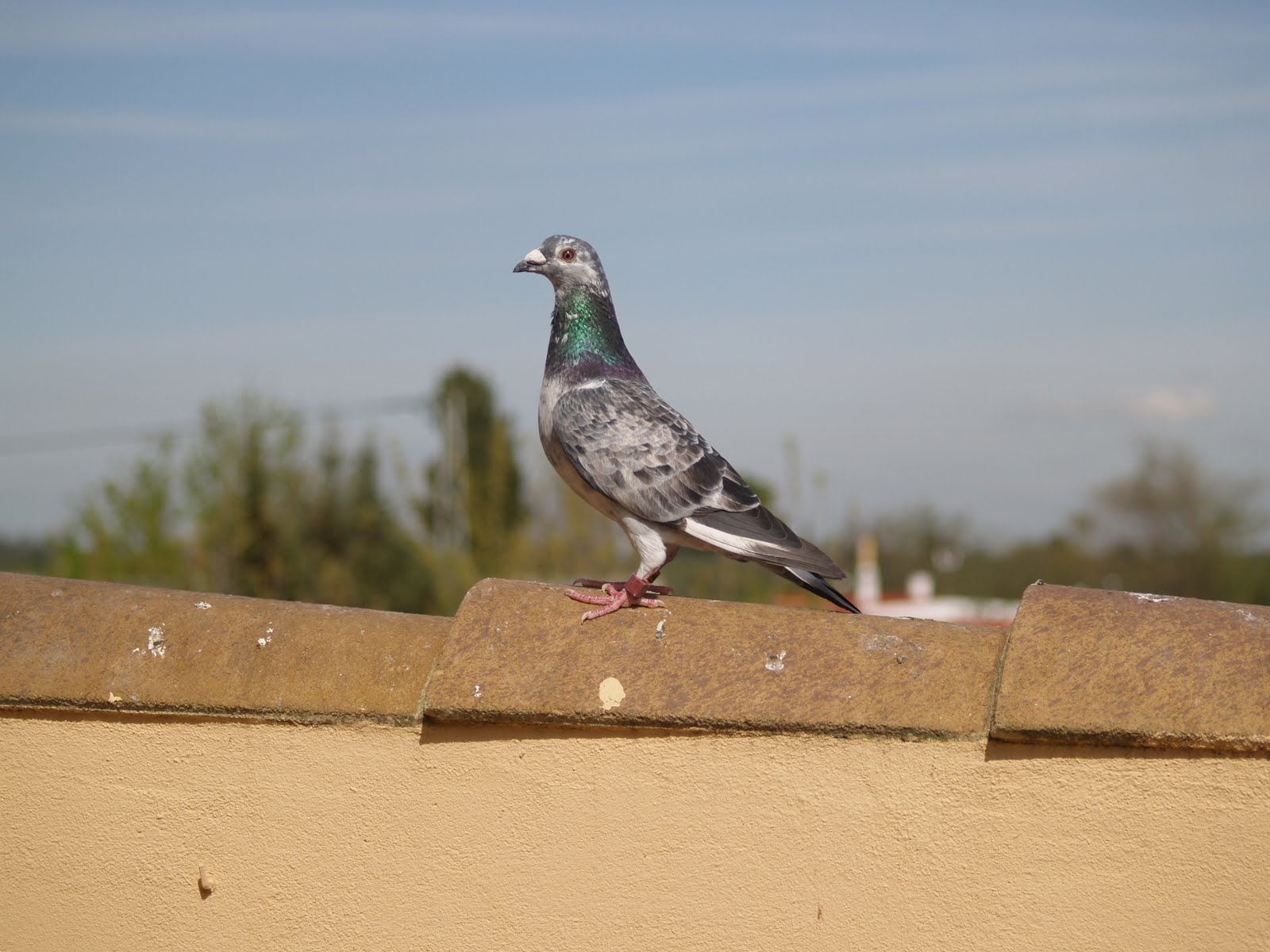 criando palomas PALOMA MENSAJERA 0929802