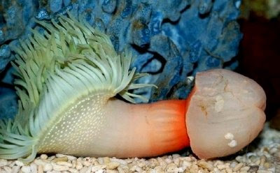Other variant Fish inside penis with Question Fish inside penis