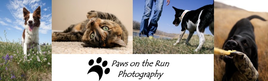 Paws on the Run Photography