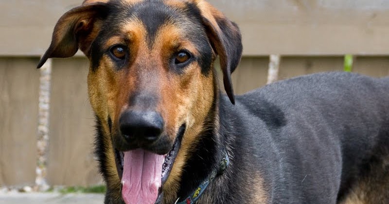 Windy City Canine Rescue: Rhett {German Shepherd/Doberman Pincher