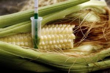 La France est-elle vraiment opposée aux OGM ?