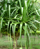 Mundev (Pandanus utilis)