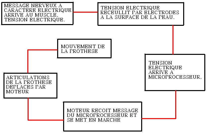 [SCHEMA+PROTHESES.bmp]