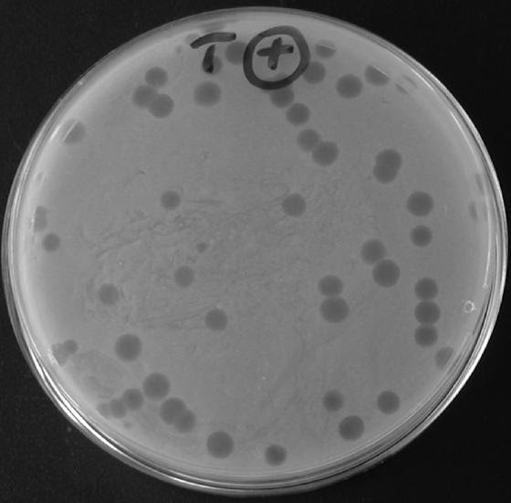 Phage Therapy (Biocontrol*) Light and Shade Visit new