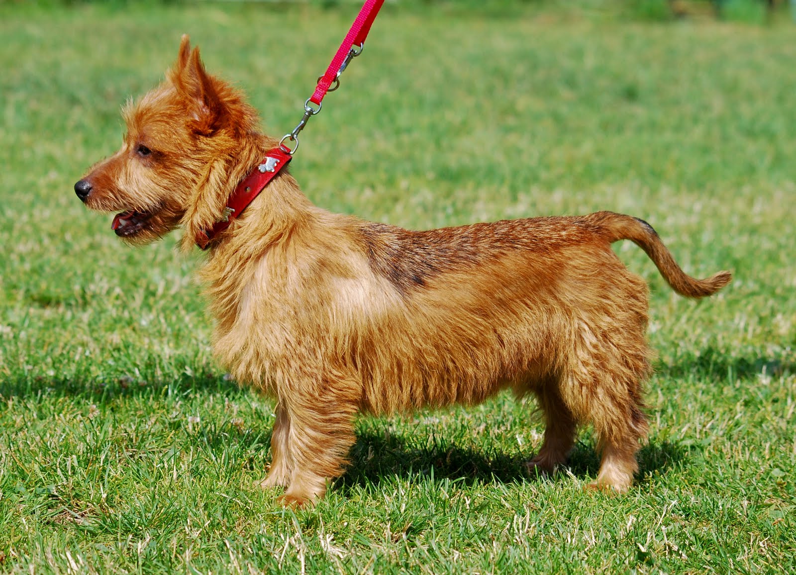 https://4.bp.blogspot.com/_FNQgkfCwYxs/S8xiVdO0pgI/AAAAAAAAAUQ/idKf4iZx5sM/s1600/Australian_Terrier_002_U.jpg