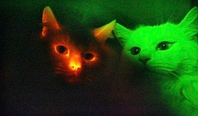 glowing cats