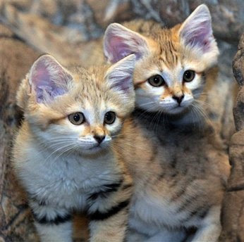 Pets: Two baby Arabian sand cat kittens.