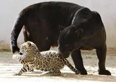 Animals: black Jaguar.