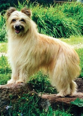 Pet: In this undated photo provided by the Westminster Kennel Club, a Pyrenean Shepherd with a rough coat is shown.
