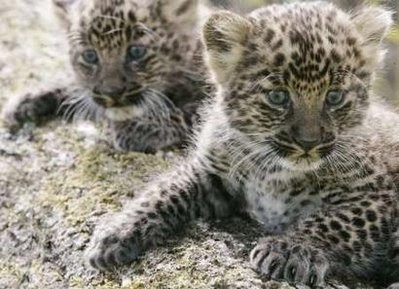 leopard cubs: animals and pets