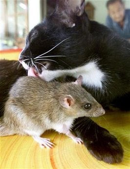 Animals and pets: cat - mouse