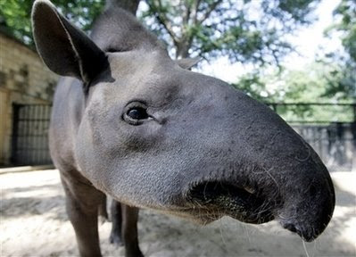 Animals: tapir.