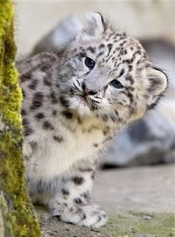 Animals: Indeever the young Snowleopard cub.