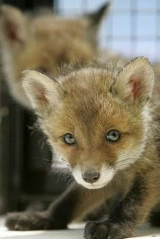 Animals: fox cubs.