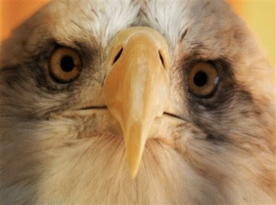 Animal: bald eagle.