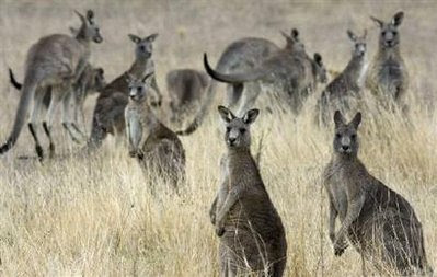 Australia's kangaroos.