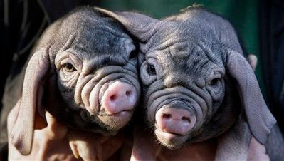 Animals: Meishan piglets.