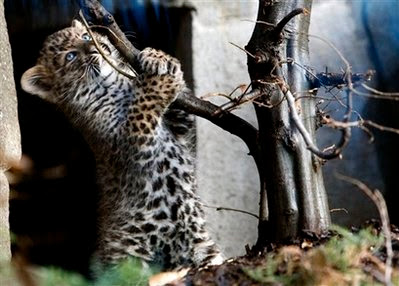 Animal: leopard.