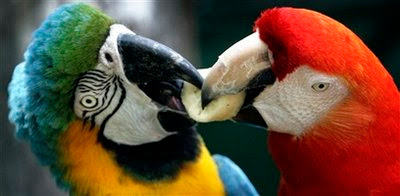 Animal: macaw.