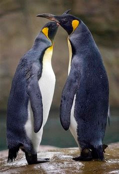 Animal: king penguins.