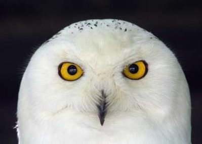 Animal: snowy owl.