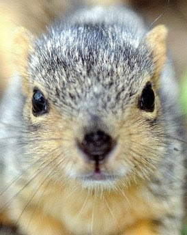 A baby squirrel.