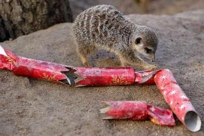 Animal: meerkat.