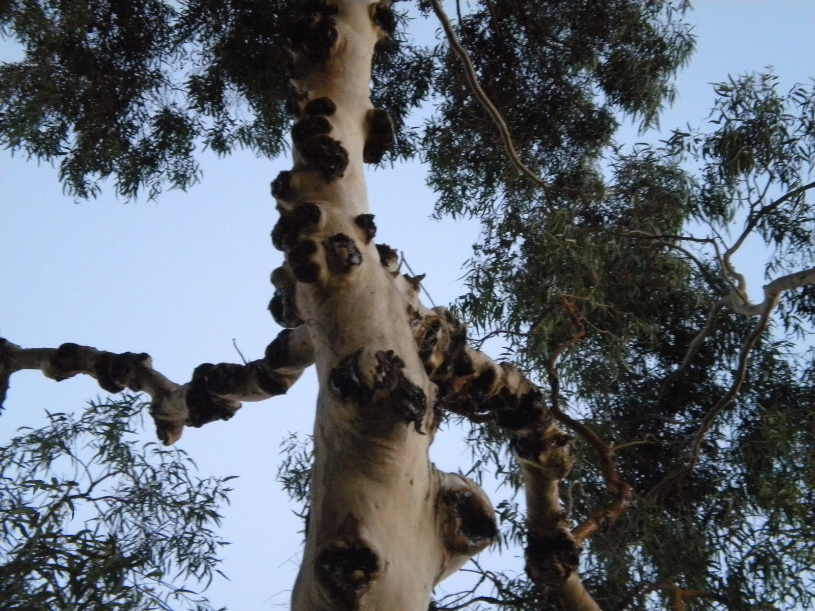 Groteskology The Bleeding Tree