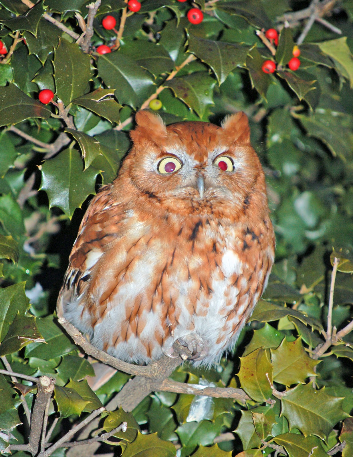 garden fool EASTERN SCREECH OWL (RED MORPH)