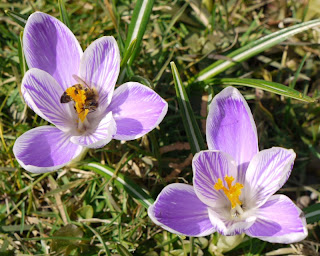 Biene und Krokusse Biene und Krokusse
