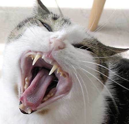 [cat_yawning_canine_teeth.jpg]
