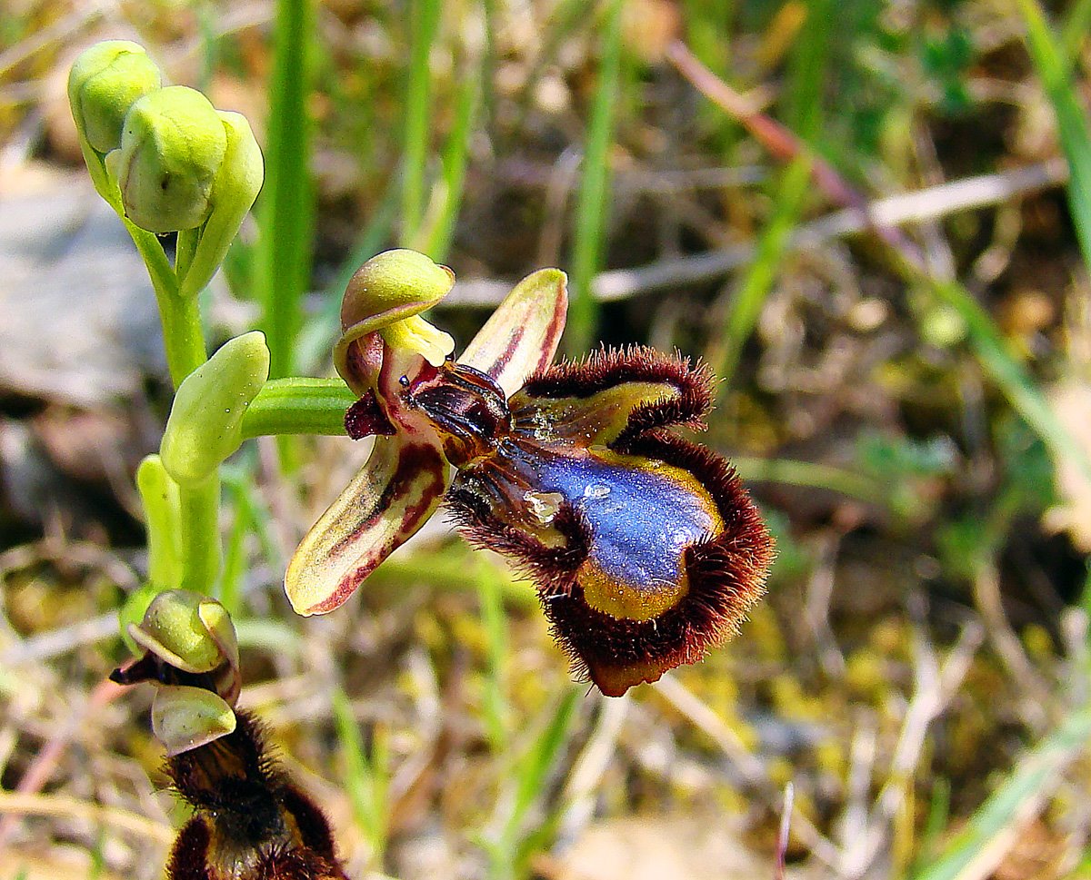 [Ophrys+speculum0.JPG]