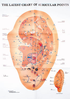 Auricular Acupuncture Points
