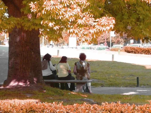 Debajo de un arbol tres mujeres de espaldas  sentadas en un banco