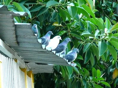 Cinco palomas en fila sobre un tejado de cinc