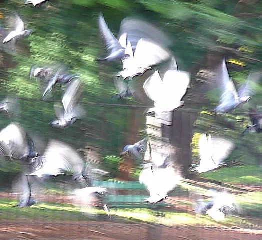 Bandada de palomas en vuelo desenfocadas