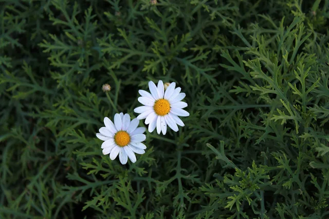 Flores blancas. en matas verdes