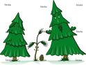 [pine-tree-family-cartoon.jpg]