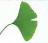 ginkgo biloba