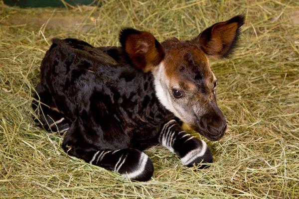 http://4.bp.blogspot.com/_FXmTwKZmSts/TKchqiTGpCI/AAAAAAAACTg/OiyZh5h8vn0/s1600/Okapi+4.jpg