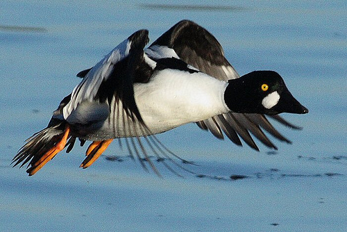 Golden Eyed Duck Golden Eyed Duck